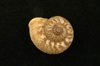 藏品(山蝸牛科)的圖片